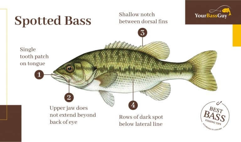 Spotted Bass vs Largemouth Bass: What Are the Differences?