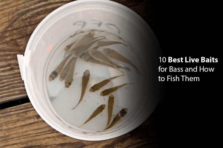 Best Live Bait For Bass Top 10 Picks Your Bass Guy