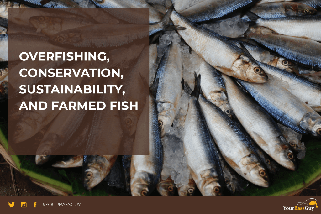 Overfishing, Conservation, Sustainability, and Farmed Fish