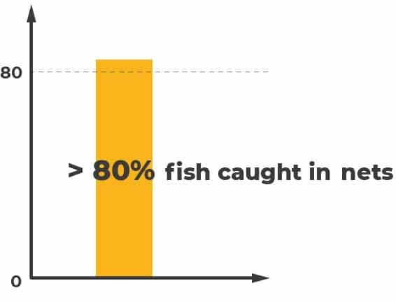 Overfishing infographic "> 80% fish caught in nets"