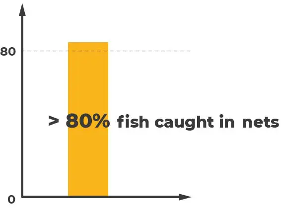 Overfishing infographic "> 80% fish caught in nets"