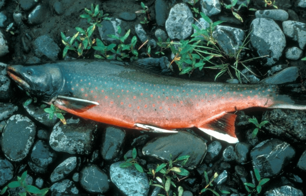 Trout Dolly Varden