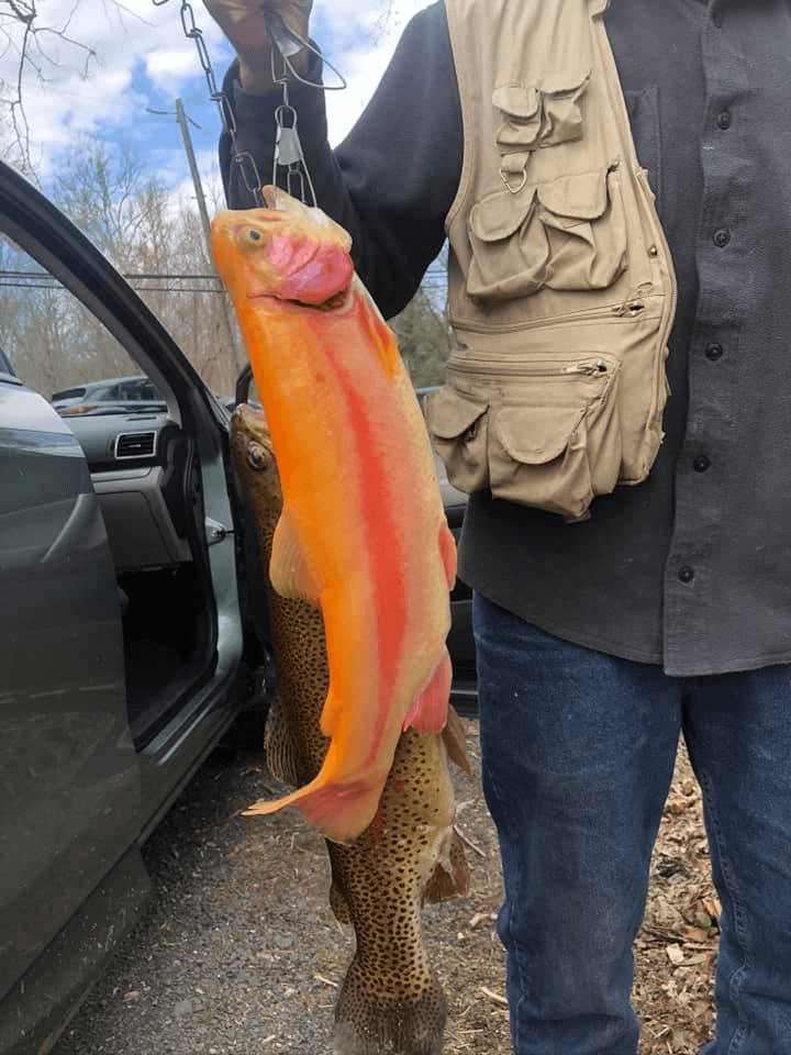 trout species