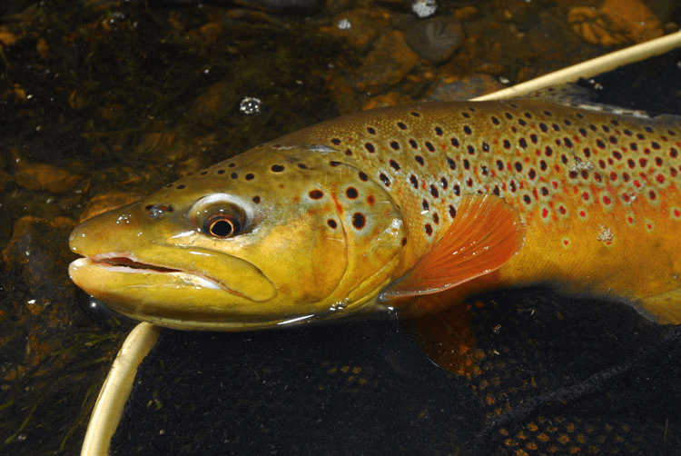 Brown Trout 