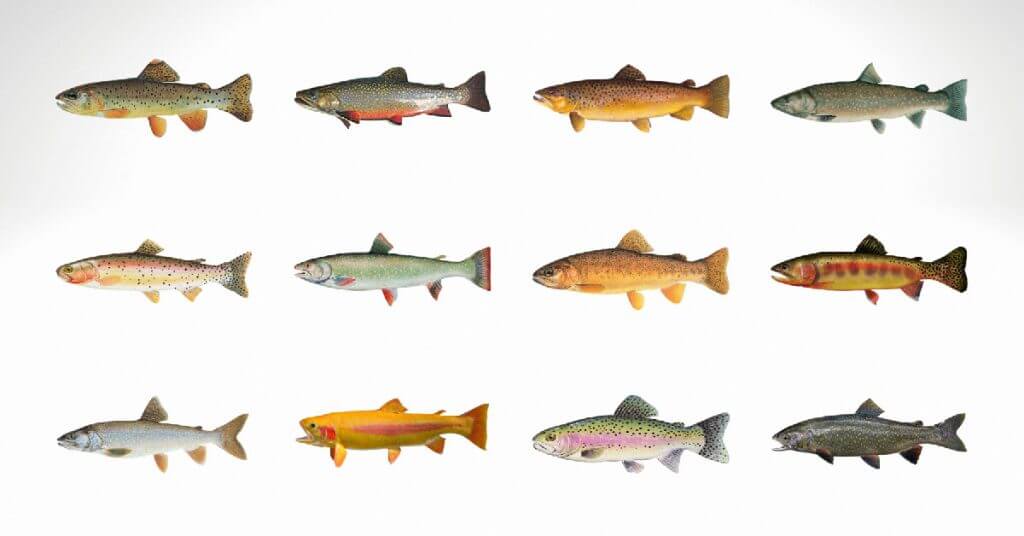 Types of Trout in North America: A Detailed Guide