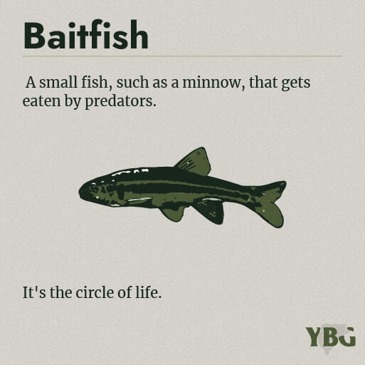 Baitfish: A small fish, such as a minnow