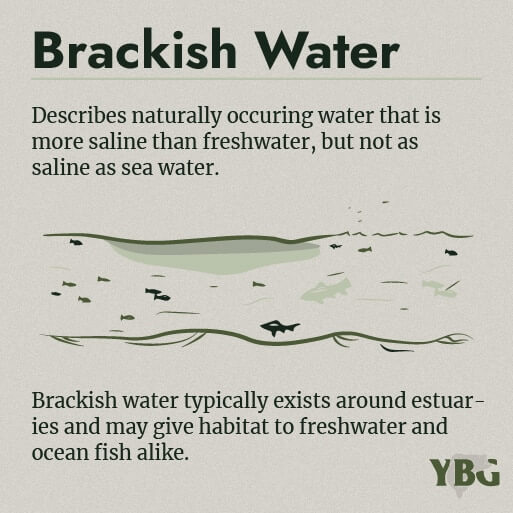 Brackish Water: Describes naturally occuring water that is more saline than freshwater