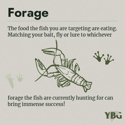 Forage: The food the fish you are targeting are eating