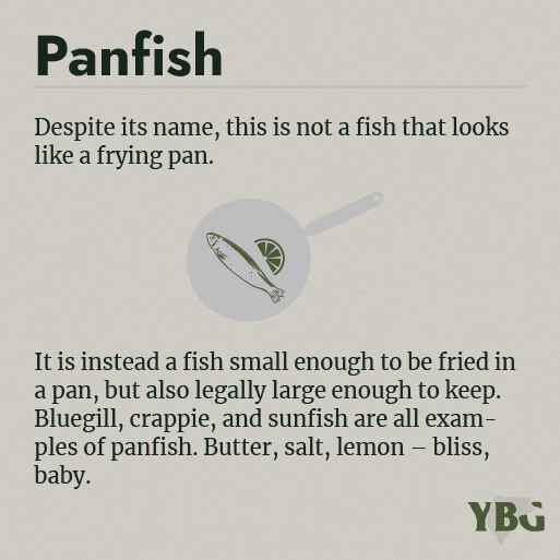 Panfish: A fish small enough to be fried in a pan