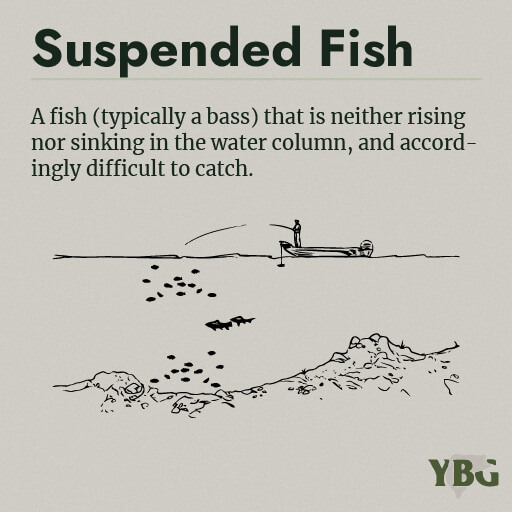Suspended Fish: A fish (typically a bass) that is neither rising nor sinking in the water column