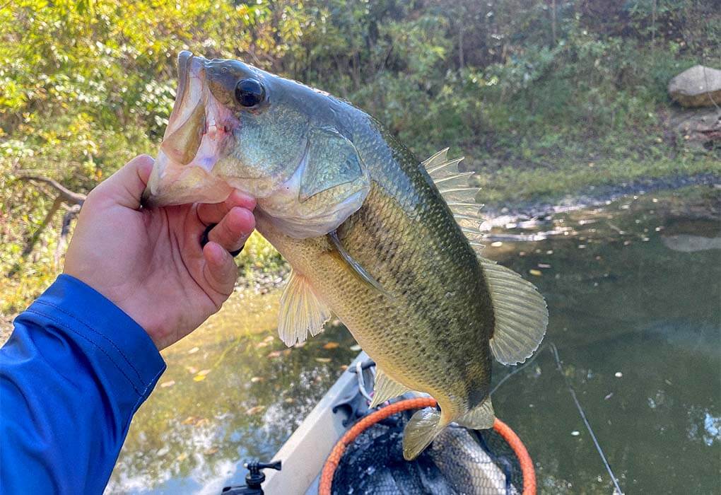 Hold a bass from a kayak during the fall