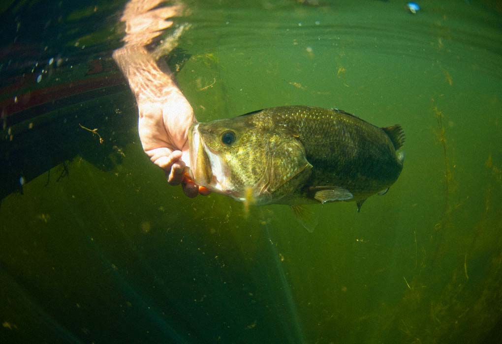 fishing for bass in deep water