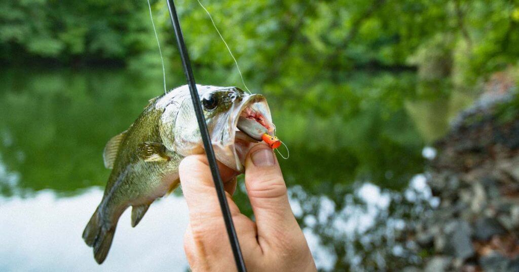 13 Best Bass Lures for Shore Fishing: Rig it and They Will Come