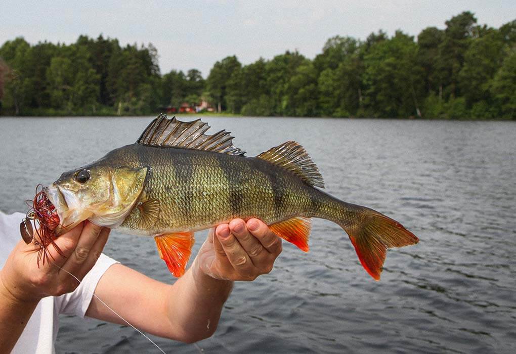perch fish caught with a chatterbait
