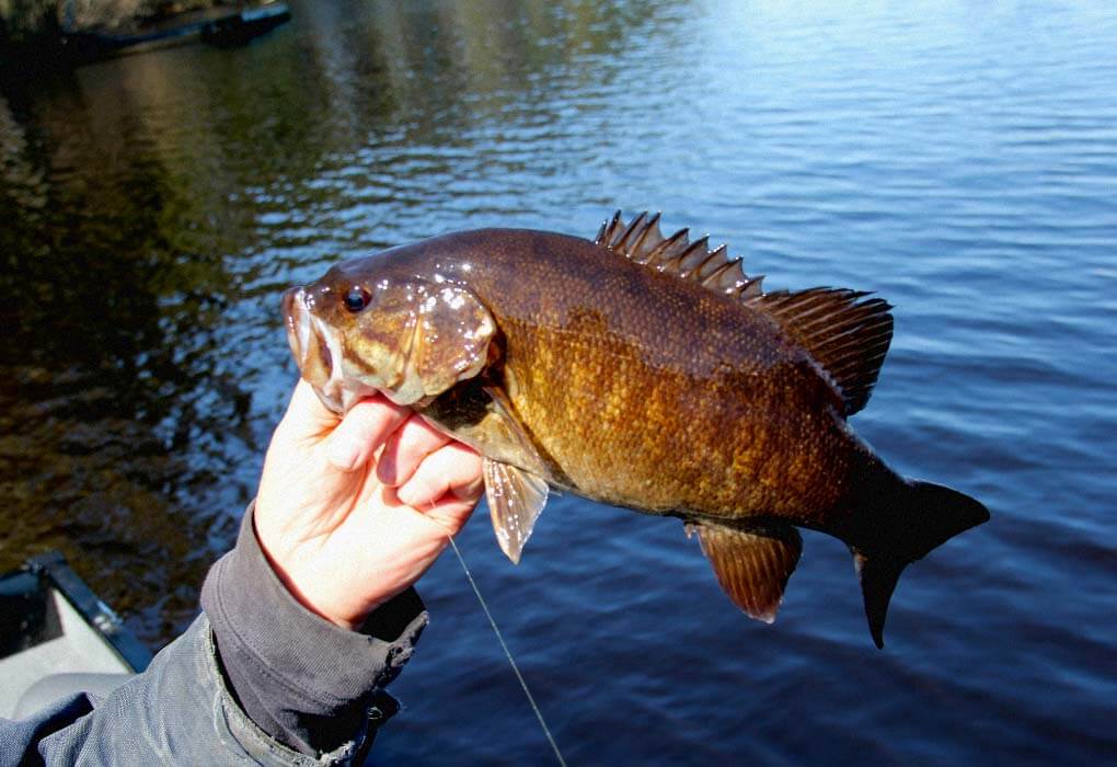 holding a smallmouth bass 