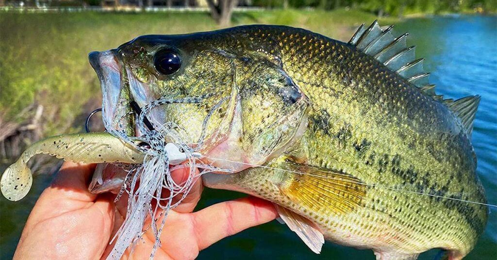 Understanding Bass Jigs, How to Choose, and What to Use