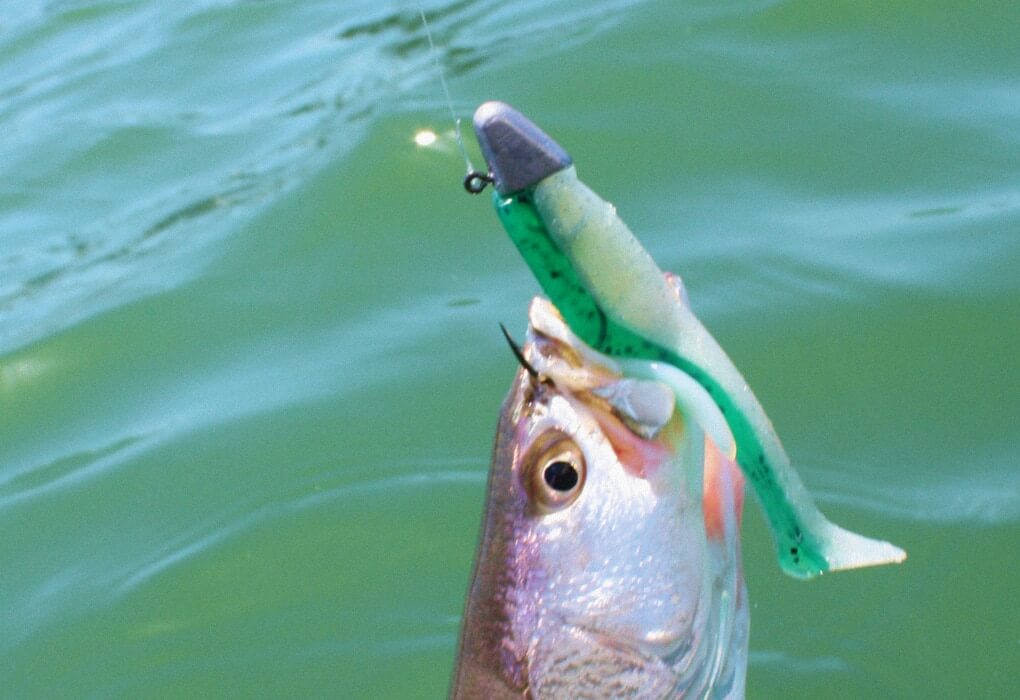 swimbaits - bass fishing lures