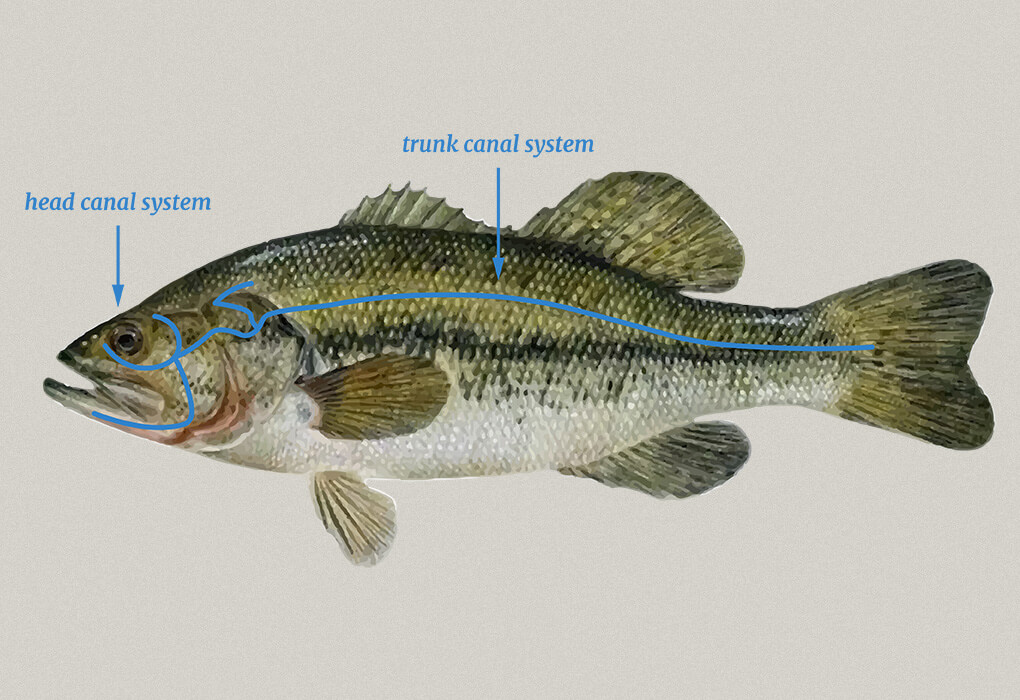 lateral line system of the bass fish