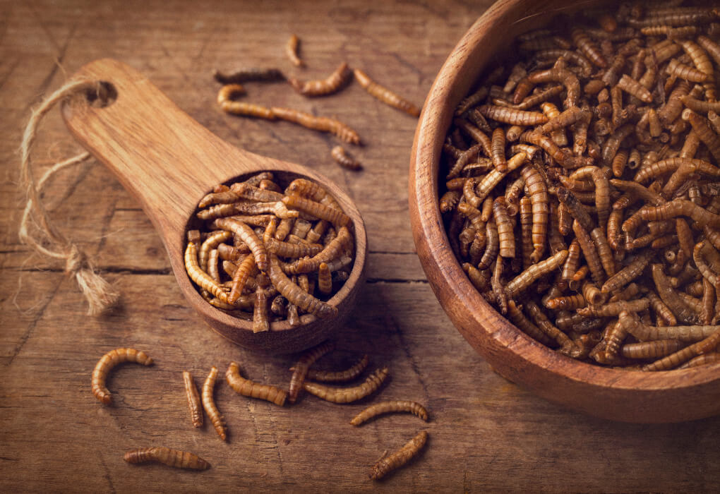 mealworms for bass fishing