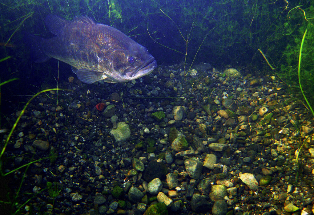 a bass fish guarding his nest during spawn season