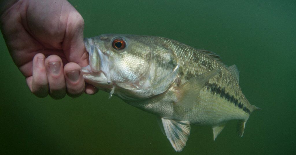Introducing the Mean Mouth Bass: A Unique Spotted Smallmouth Hybrid