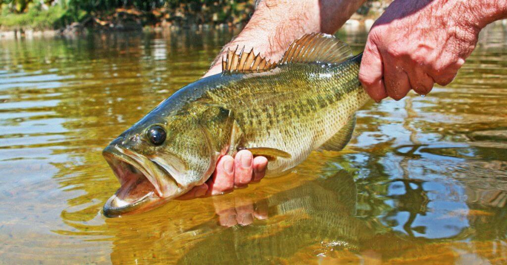 Do Largemouth Bass Have Six Senses? Making “Sense” Of It