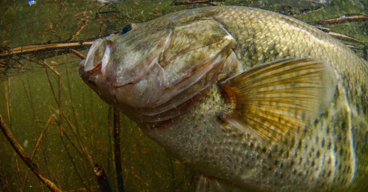 When Do Bass Spawn? Bass Spawning Calendar By State