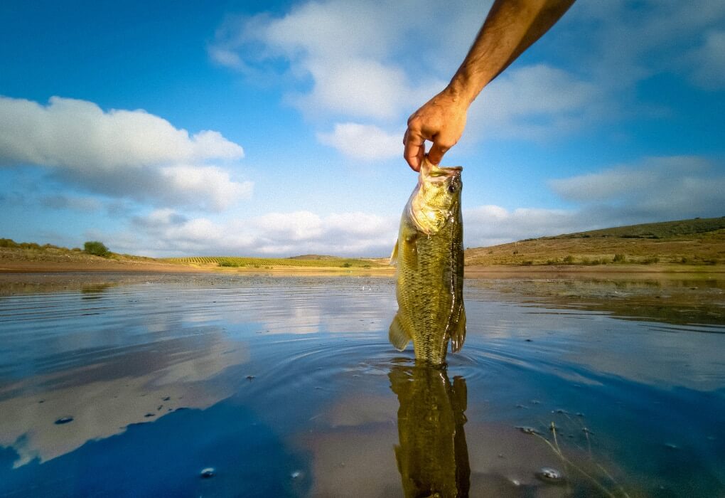 bass fish retrieved from water