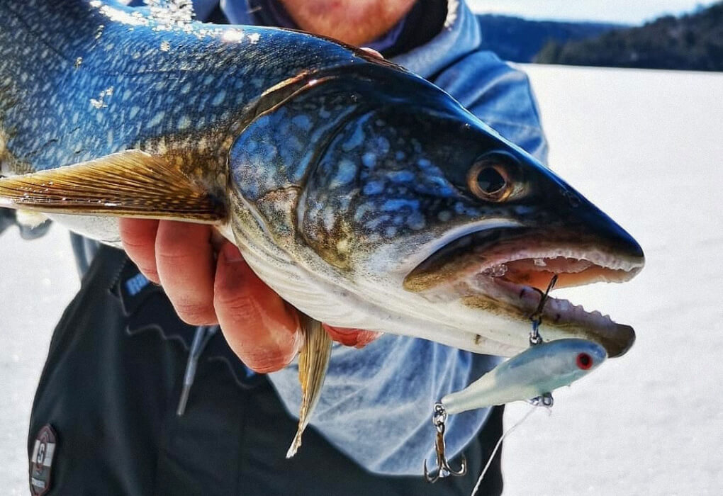 lake trout ice fishing