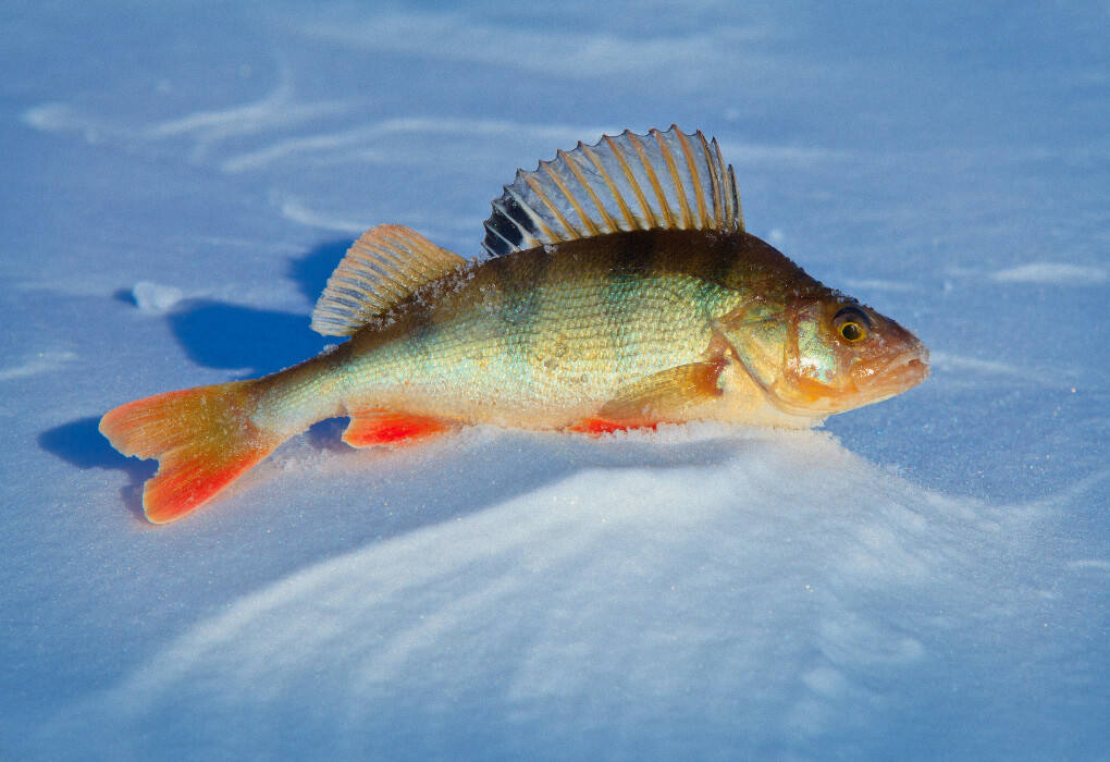 big yellow perch fish on the ice