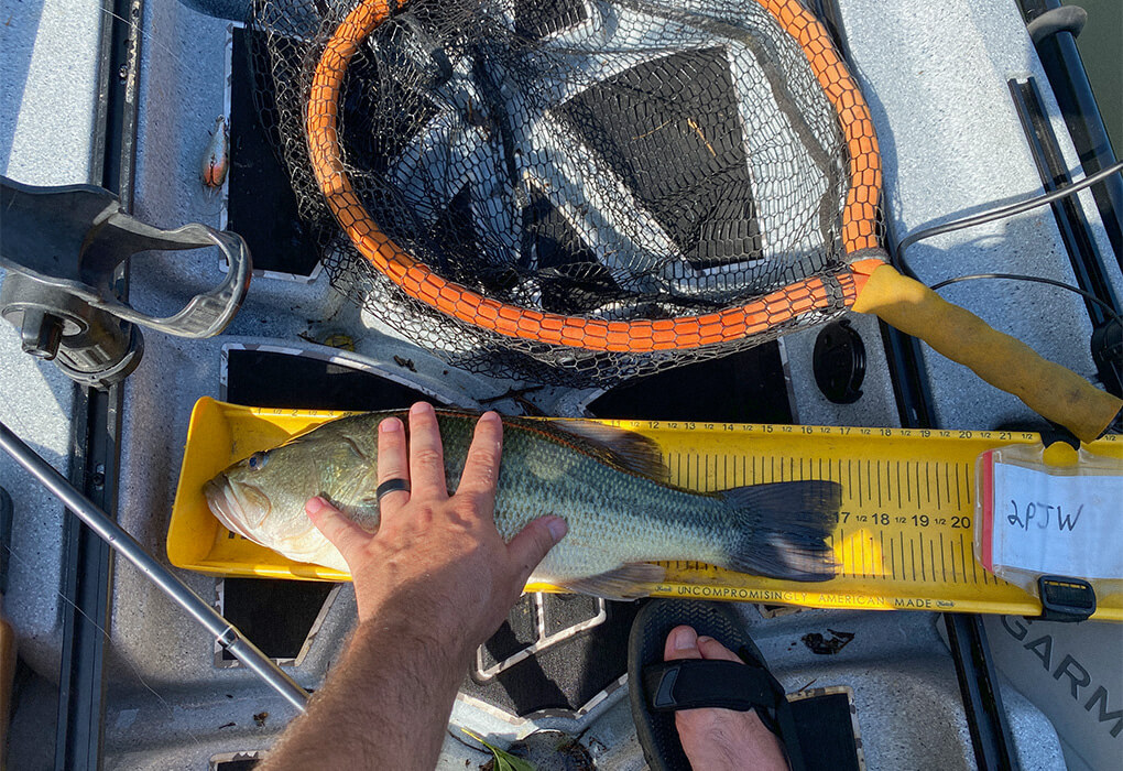 measuring bass fish while kayak fishing