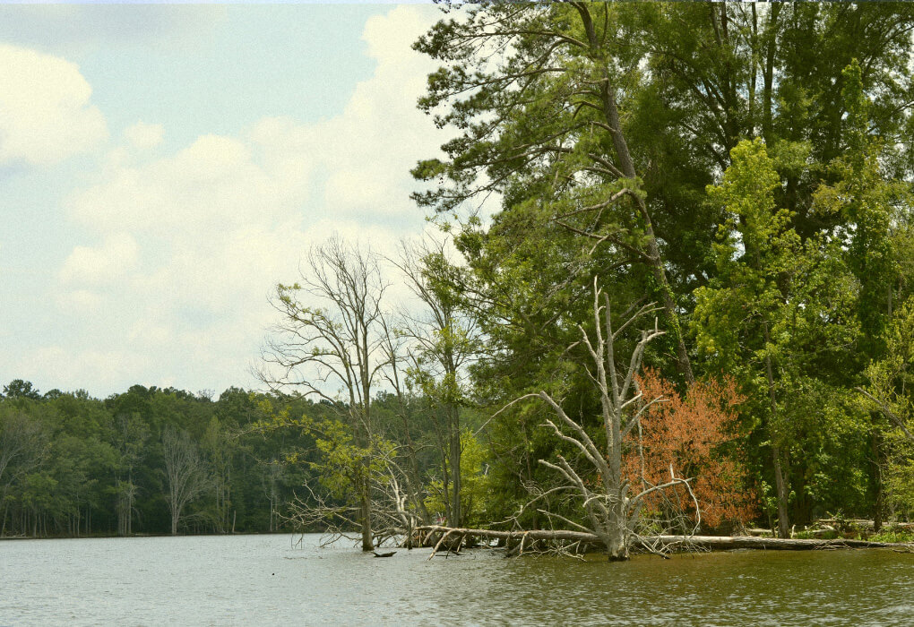 Lake Murray - Bass Fishing South Carolina