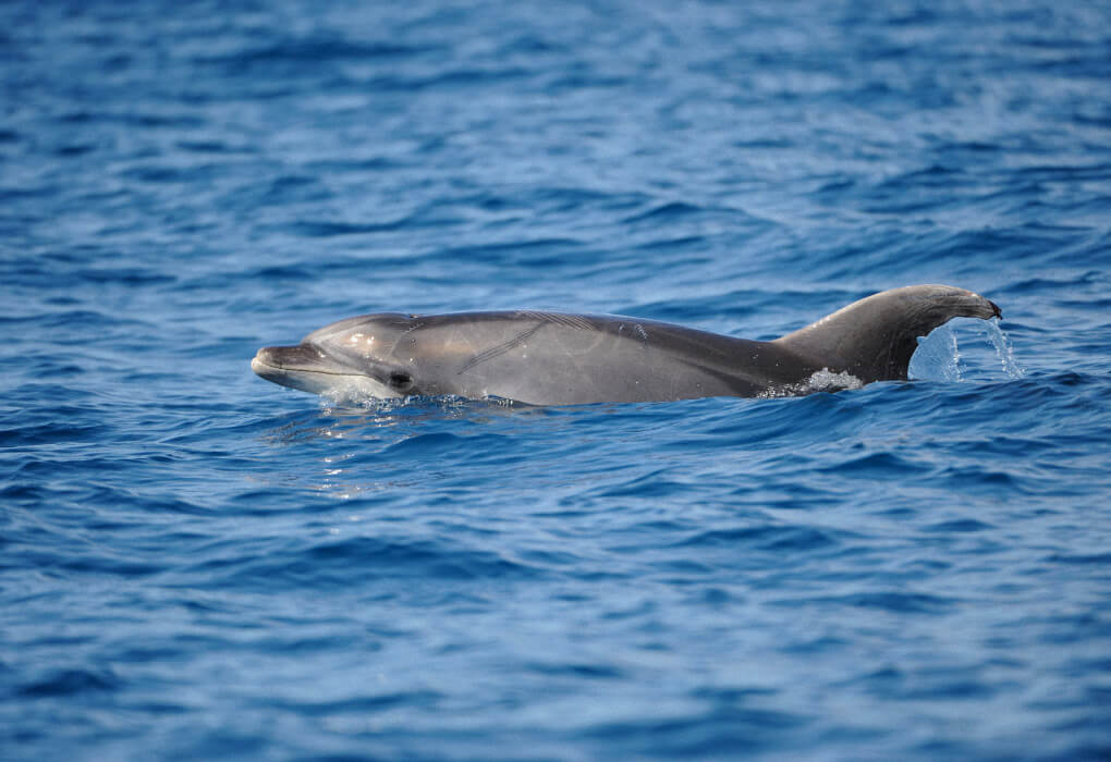 bottlenose dolphin swimming in the sea