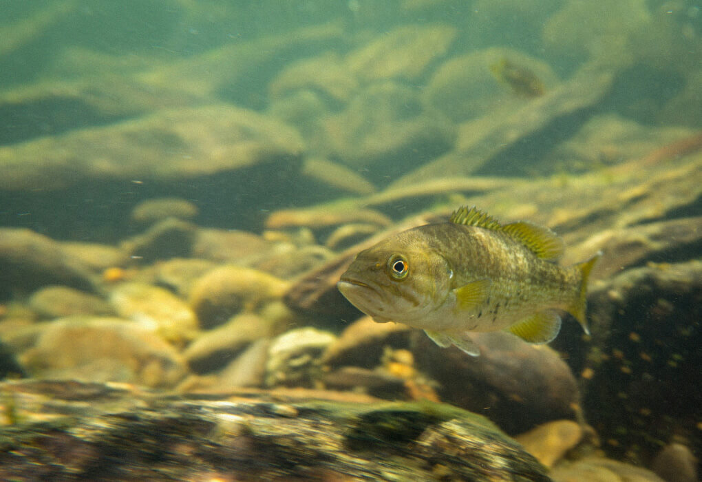 smallmouth bass fish underwater