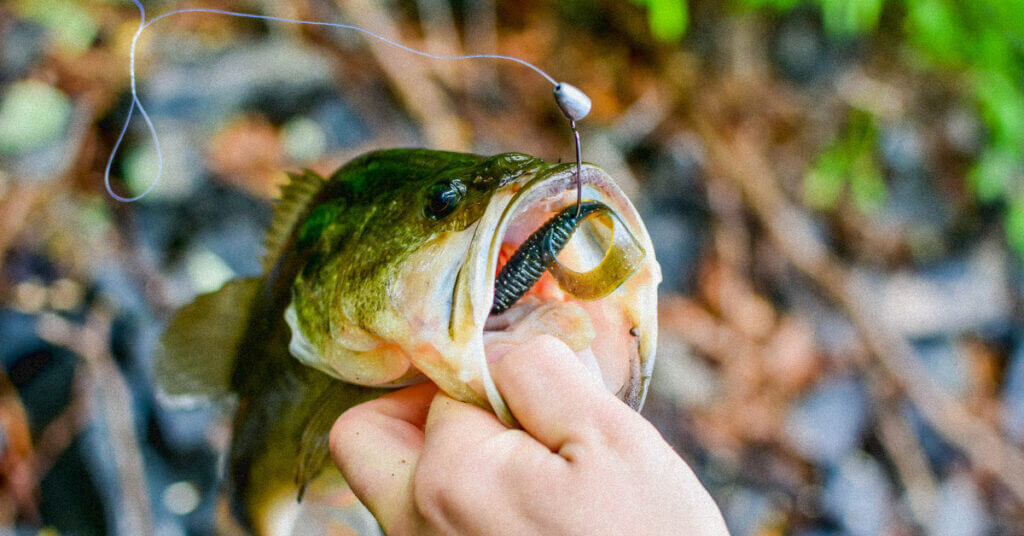 Best Pre Spawn Bass Lures: The 7 Best Options for Early Season Bass