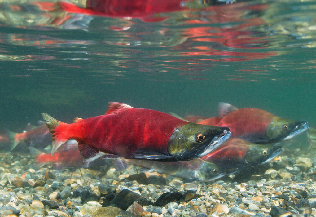 kokanee salmon underwater